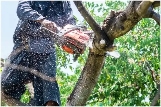 tree services Winchester